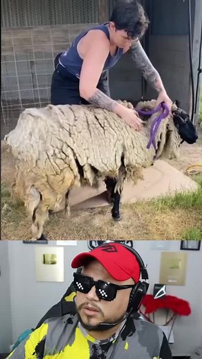 Sheep Shearing Techniques: A Detailed Guide
