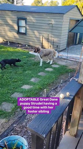 Lucky Farms Animal Rescue on Reels