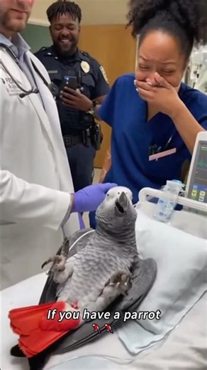 Parrots acting like tiny chaotic humans 😂#Parrot #FunnyParrot #CuteAnimals #FunnyAnimals