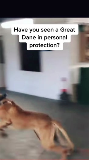 Great Danes are known as gentle giants🥰 #greatdane #greatdanesoftiktok #greatdanepuppy #dog #dogsoftiktok #doggo #doglover #dogmom #puppy #puppiesoftiktok #viral #fyp #dogbreeds #dogtraining #dogattack #foryoupage