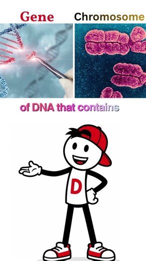 DNA vs RNA & Gene vs Chromosome — Explained Simply! 🧬