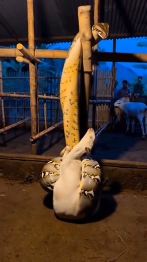 Giant Python Snake Enters Goat Pen and Coils Around a Goat