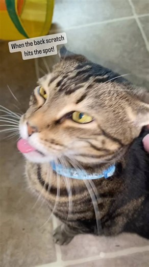 55K views · 1.5K reactions | When the back scratch hits the spot!  Submitted by Debbie Gainey #Cats #CatLife #BackScratch | Jackson Galaxy | Facebook