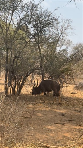 43K views · 1.1K reactions | Shy Nyala Buck 歷 #tsd | Wildest Kruger Sightings | Facebook