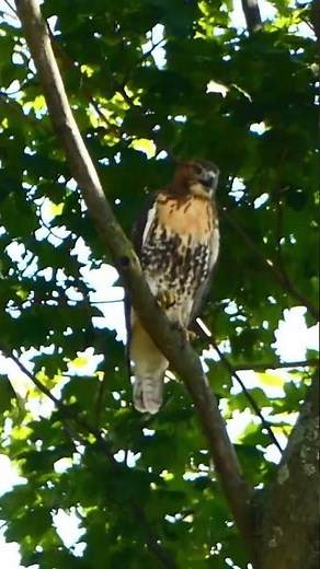 Red Tailed Hawk Screech