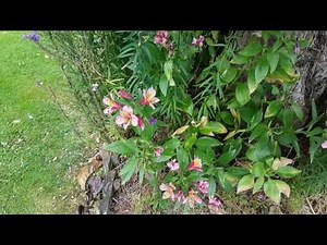 2k video test Full HD