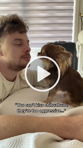 Adorable Chihuahua Moments: Sweetest Little Creatures 🐾