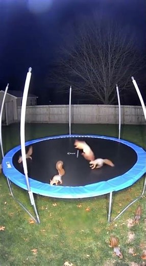 When Wild Animals Hit the Trampoline! 🦓🤸‍♂️