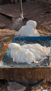 Silly goose 🪿 Sebastopol | Cajun Creek Farm