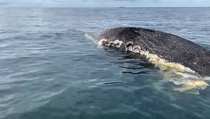 10K views · 99 reactions | 麗WHALE CARCASS IN FLINDERS BAY Locals have spotted a whale carcass floating through Flinders Bay in Augusta. It has sparked a shark feeding frenzy. Authorities have been notified.  Brad Adams | ABC South West | Facebook