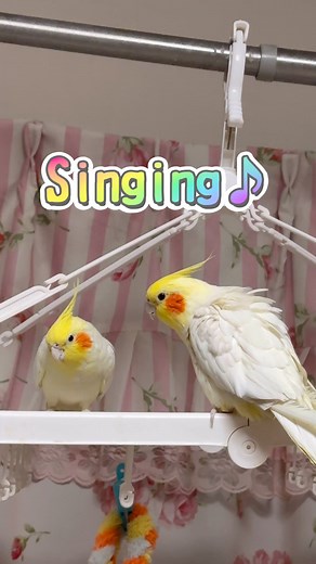 そうくんが歌うミッキーマウスマーチSo-kun sings Mickey Mouse March♪#Cockatiel #Parrot #オカメインコ#インコ | たこたこ たこたこ