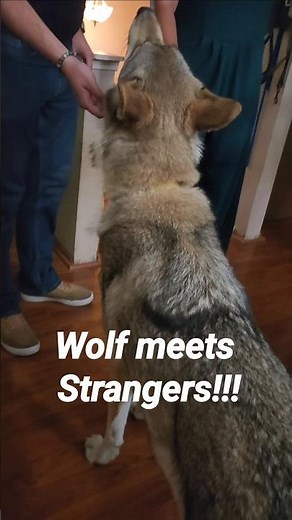 Meeting a Wolf! #petwolf #honeythewolf #wolf #wolfdog