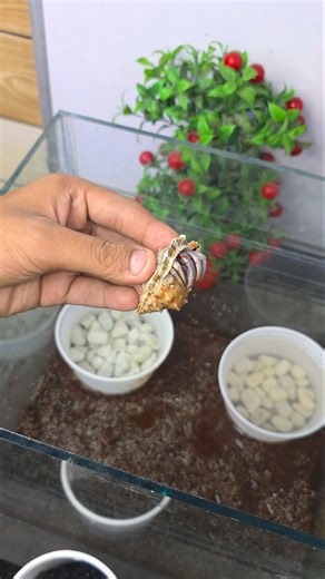 Hermit carb 😍 encloser making | Part 2 #shorts #hermitcrab #setup