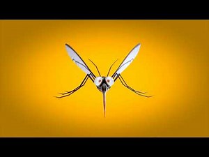 Animated cartoon mosquito flying video