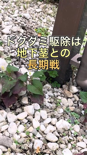 ドクダミ対策は厄介な地下茎との戦い