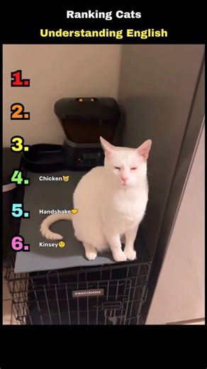 Ranking CATS THAT CAN ACTUALLY UNDERSTAND ENGLISH 😱 #shorts