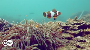 Myanmar: Schutz für den Mergui-Archipel