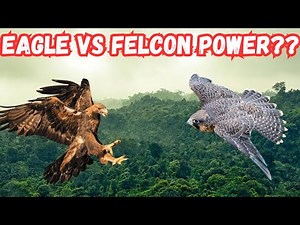 Eagle vs Falcon: The Ultimate Power Comparison