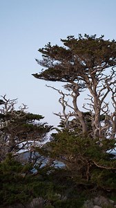 Design better bonsai. Grow better bonsai. Understand better bonsai. Receive timely reminders and short tutorials telling you what to do for your bonsai trees and when to do it with the Mirai Mobile App. Click the link above, get the app, and build your skills to make better bonsai. . . . . . . . #bonsai #bonsaitree #bonsaiartist #bonsaitrees #bonsaiart #bonsaiapp #cupressus #cypress #pointlobos #california #california_surf #californiacoast #forest #bonsaiforest #forestcreations #howtobonsai #bon