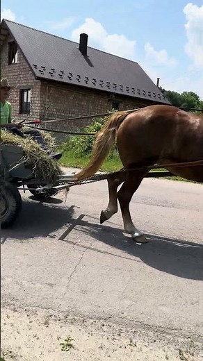 Strong and Graceful | Horse Pulling the Hay Wagon