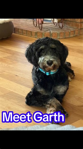 Garth will be available for adoption soon in the DFW area!#DoodleRockDFW #AdoptableDogs #RescuePuppies