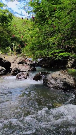 sound of a clear #river flowing rapidly between rocks in a dense #forest #waterfall #forestwhispers
