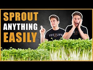 🌱How To Sprout ANYTHING - The Ultimate Guide To Sprouting