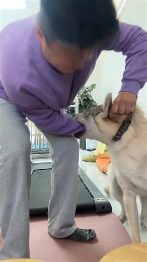 女当家 on Instagram: "这是我用未来三年的生日礼物换的狗#live #dog #捷克狼犬"