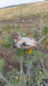 Sparrow sleeping on a plant 😍 #birds #photography #ireland | Birds Black