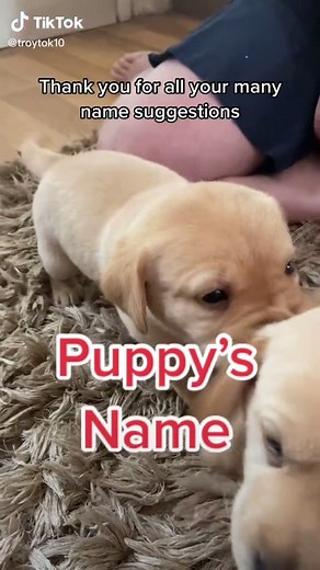 WE HAVE A NAME! #fypシ #dogsoftiktok #puppiesoftiktok #fyp #dontbesurprised #britscovers #puppylove #labrador #brits2021