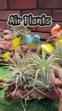 🌿 How to Style Air Plants on Tables | Air Plant Display Ideas
