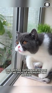 British Shorthair 😻 One Of The Most Expensive Cats In The World! | 1 Minute Animals The British Shorthair is a beloved cat breed renowned for its charming appearance and easygoing demeanor. With a distinctive round face, large, expressive eyes, and a plush, dense coat, these cats are a delightful addition to many households. #britishshorthair #britishshorthaircat #britishshorthairblue #britishshorthairworld #britishshorthairkitten #britishshorthairlovers | 1 Minute Animals