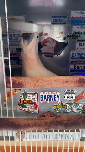 What a Great Game! Barney has so much fun playing this!! 😃 #barneythewestcoastcockatoo #great #game