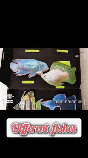 Classification of Aquarium fish