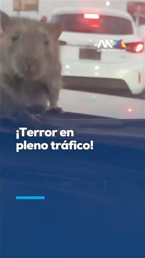 🚨 NEW FEAR UNLOCKED! Huge rat sparks panic inside a car in the middle of traffic
