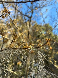 12K views · 260 reactions | Not your average fall bloom… Witch-hazel (Hamamelis virginiana) is flowering now in the Poetry Garden! Loved for its healing properties, this native shrub also provides late-season nourishment for wildlife. Look for it on your next visit! #WitchHazel #BotanicalGarden #GardenInspiration | Brookgreen Gardens | Facebook