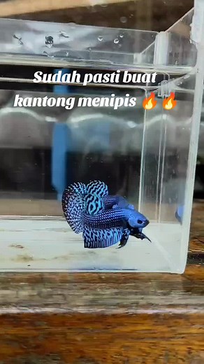 Beautiful Betta Fish: Alien Blue Varieties for Your Aquarium