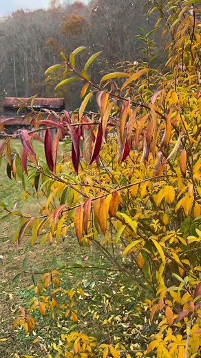 1.9K views · 35 reactions | That moment when fall meets a touch of winter — and Skeenah Creek turns into something extra special 懶#skeenacreekcampground #campinglife #fallingeorgia #suchesga #northgeorgiamountains #snowfall | Skeenah Creek Campground, Suches, GA | Facebook