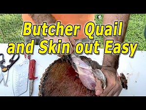 How to Butcher Quail and Skin out Easy | How To Clean A Quail Fast And Easy | Quail Slaughtering