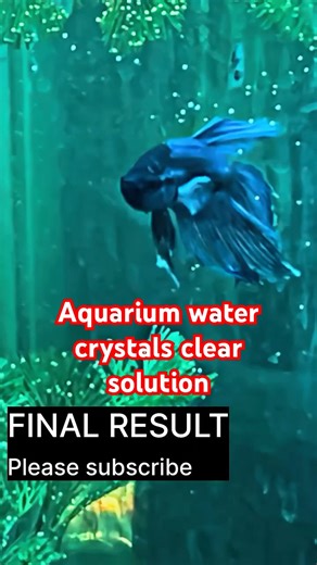 Aquarium ka paani crystal clear kese kare 🔥🔥🔥🔥