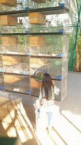 20K views · 298 reactions | It brings me immense joy to see my two young daughters actively helping out in the aviary. At their tender age, they are showing interest and love for the world of birds. | DV Aviary | Facebook