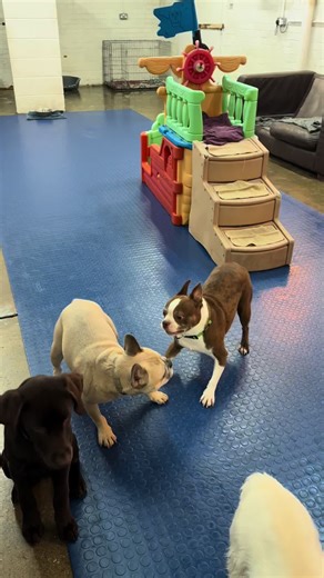 Weekly highlights! ✨🐾#dog #dogsoftiktok #doggydaycare #unleashed #fyp