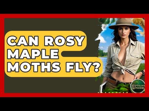 Can Rosy Maple Moths Fly? - Reptilian Wonders