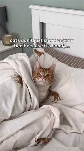 Ever wonder why your cat loves sleeping on your bed? 🐾 It’s about more than just comfort (although that’s got to be a big factor) 😹 To our cats the bed isn’t just a sleeping spot… it’s home 💛🥹 #cat #sleepy #cute #pets | Lola and Popps
