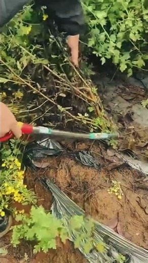 Smart Silage Baling Tech #Agriculture #FarmingTips #LabeeqAgriFarm