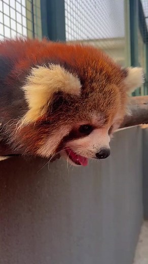 Embrace Life with a Smile | Red Panda Smiling