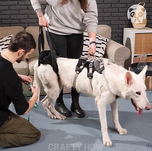 262K views · 1.2K reactions | DIY Dog Wheelchair!! Help Your Dog Walk Again! | Crafty Panda How | Facebook