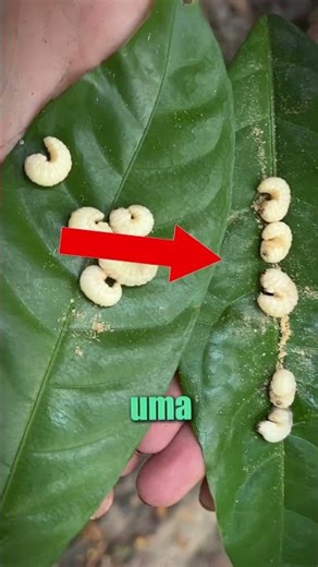 Ela gravou o último vídeo sozinha na FLORESTA