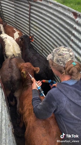 #barefootviews #vaccinatingcattle #barefootinthemud #mudbetweenmytoes #calves #ranching
