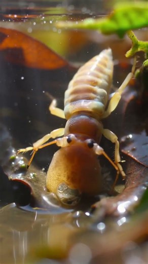 Diving Beetle Larva vs Midge Larva The Muddy Pit Ambush A rare predatory duel erupts in a shallow…